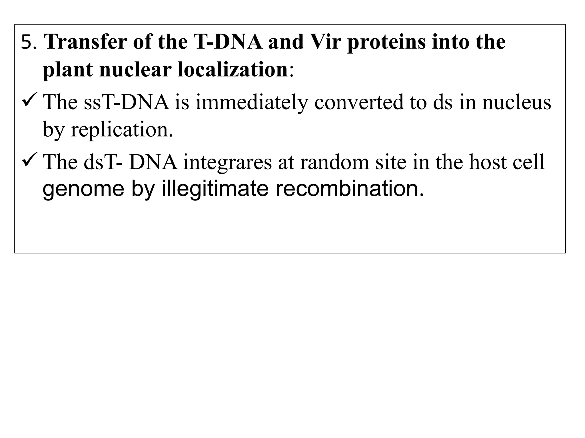 5. Transfer of the T-DNA and Vir proteins into the
plant nuclear localization:
 The ssT-DNA is immediately converted to ds in nucleus
by replication.
 The dsT- DNA integrares at random site in the host cell
genome by illegitimate recombination.
 