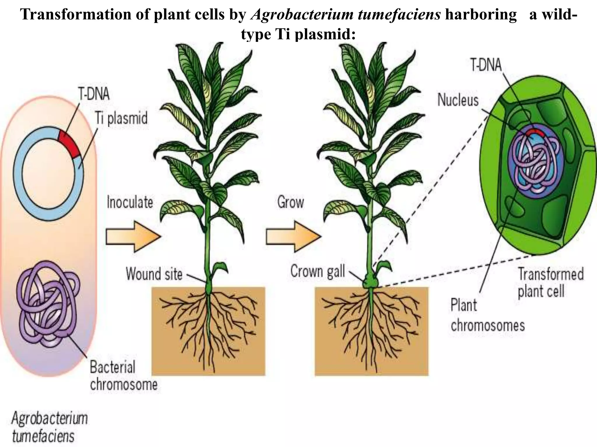 Transformation of plant cells by Agrobacterium tumefaciens harboring a wild-
type Ti plasmid:
 
