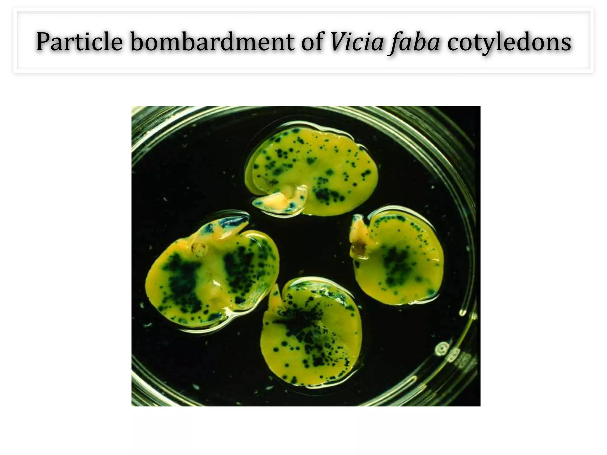 Particle bombardment of Vicia faba cotyledons
 