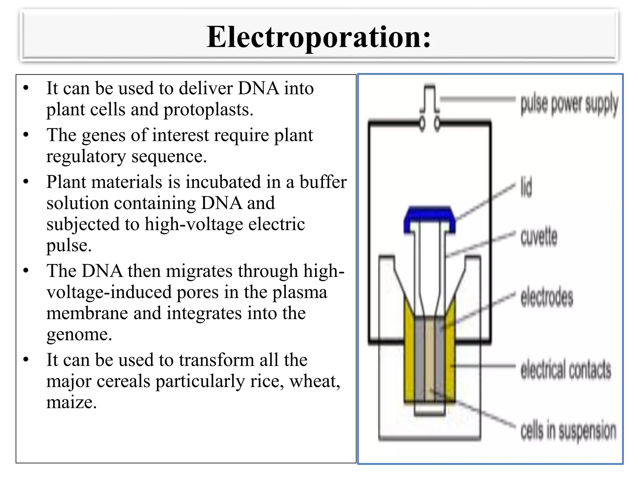 Electroporation:
• It can be used to deliver DNA into
plant cells and protoplasts.
• The genes of interest require plant
regulatory sequence.
• Plant materials is incubated in a buffer
solution containing DNA and
subjected to high-voltage electric
pulse.
• The DNA then migrates through high-
voltage-induced pores in the plasma
membrane and integrates into the
genome.
• It can be used to transform all the
major cereals particularly rice, wheat,
maize.
 