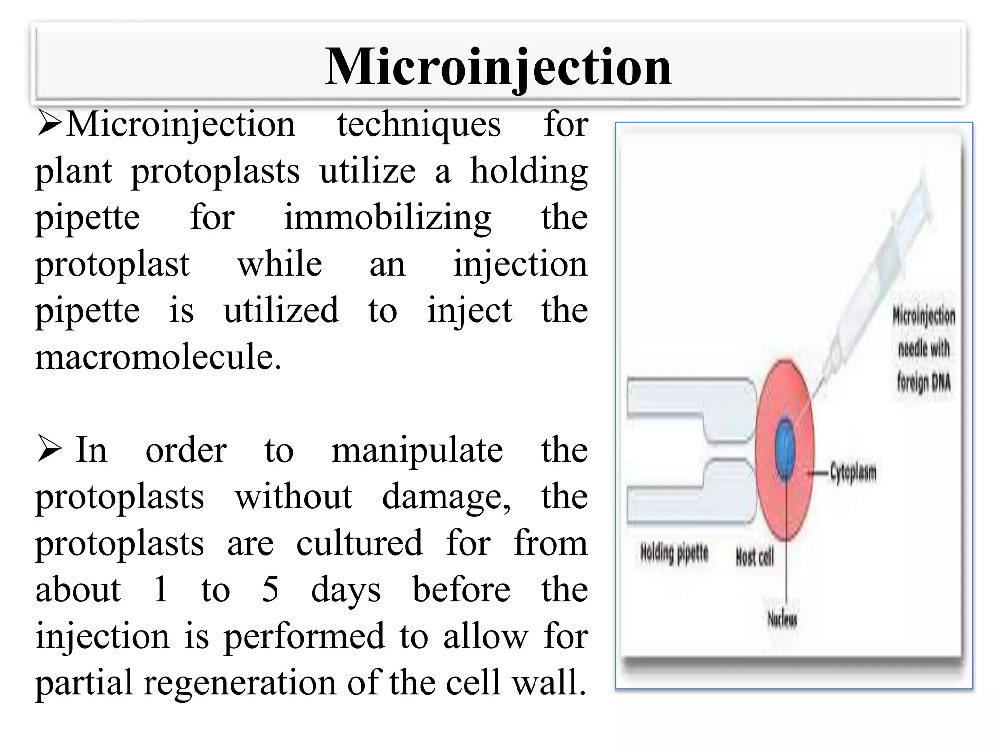Microinjection
Microinjection techniques for
plant protoplasts utilize a holding
pipette for immobilizing the
protoplast while an injection
pipette is utilized to inject the
macromolecule.
 In order to manipulate the
protoplasts without damage, the
protoplasts are cultured for from
about 1 to 5 days before the
injection is performed to allow for
partial regeneration of the cell wall.
 