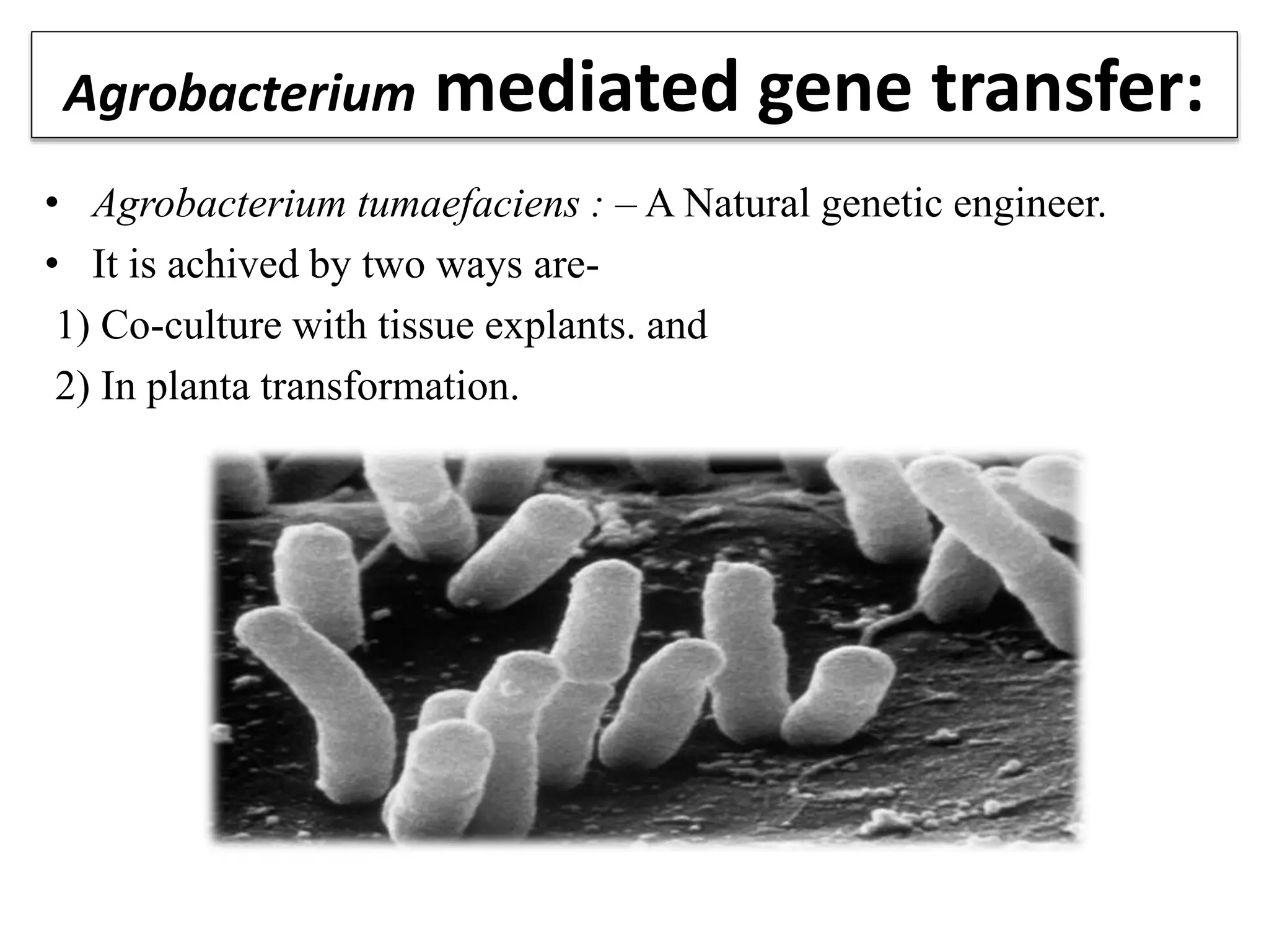 Agrobacterium mediated gene transfer:
• Agrobacterium tumaefaciens : – A Natural genetic engineer.
• It is achived by two ways are-
1) Co-culture with tissue explants. and
2) In planta transformation.
 