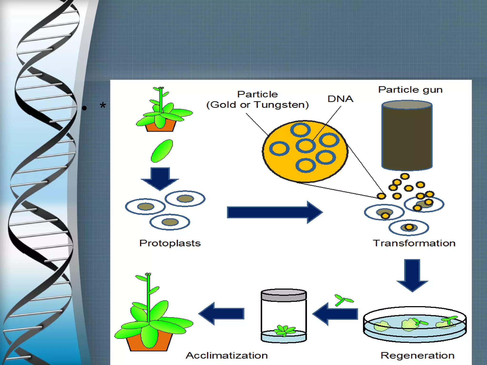 Gene transformation techniques | PPT