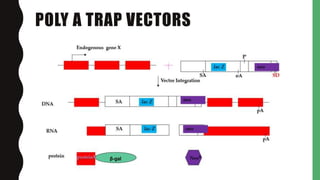 Poly Trap Microtech Gene traps for plant development and genomics | PPTX