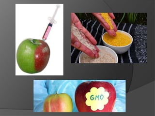 Genetski modifikovana hrana