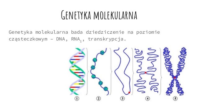 Genetyka