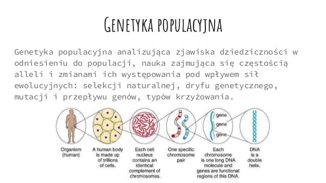 Genetyka Test Sprawdzający Rozdział 1 Genetyka