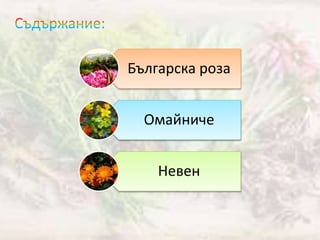 Българска роза
Омайниче
Невен
 