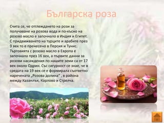 Българска роза
Счита се, че отглеждането на рози за
получаване на розова вода и по-късно на
розово масло е започнало в Инд...