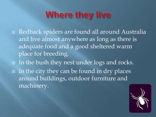 Where they live Redback spiders are found all around Australia and live almost anywhere as long as there is adequate food and a good sheltered warm place for breeding.In the bush they nest under logs and rocks.In the city they can be found in dry places around buildings, outdoor furniture and machinery.