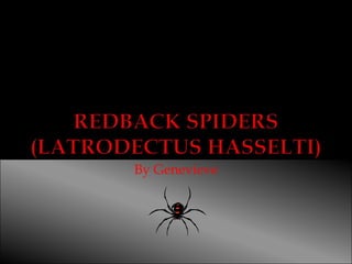 Redback Spiders(Latrodectus hasselti)  By Genevieve 