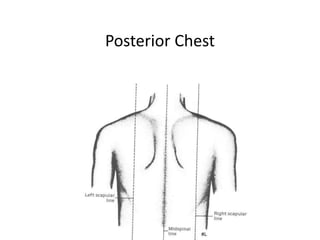 Posterior Chest
 