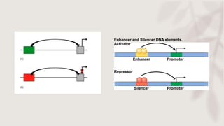 Transkripsiya
• Zülal haqqında məlumatı protein sintezi maşınına, yəni ribosoma daşıyan m-RNT-dir.
m-RNT komplementarlıq p...