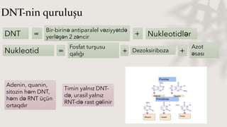 DNT-nin quruluşu
DNT = Nukleotidlər
Nukleotid =
Fosfat turşusu
qalığı + Dezoksiriboza +
Azot
əsası
Adenin, quanin,
sitozin...
