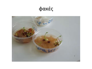 φακές
 