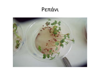 Ρεπάνι
 