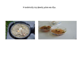 Η ανάπτυξη της φακής μέσα και έξω.
 