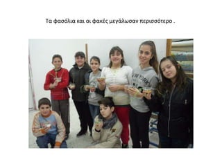 Τα φασόλια και οι φακές μεγάλωσαν περισσότερο .
 