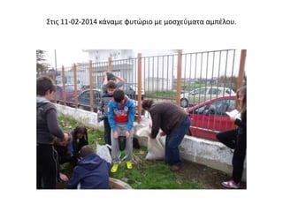 Στις 11-02-2014 κάναμε φυτώριο με μοσχεύματα αμπέλου.
 