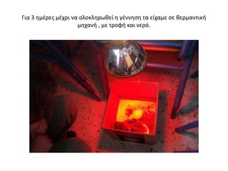 Για 3 ημέρες μέχρι να ολοκληρωθεί η γέννηση τα είχαμε σε θερμαντική
μηχανή , με τροφή και νερό.
 