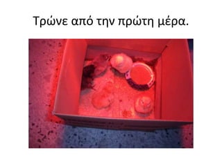 Τρώνε από την πρώτη μέρα.
 