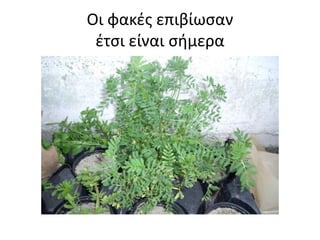 Οι φακές επιβίωσαν
έτσι είναι σήμερα
 