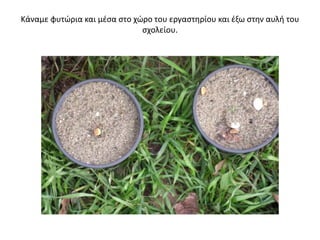 Κάναμε φυτώρια και μέσα στο χώρο του εργαστηρίου και έξω στην αυλή του
σχολείου.
 