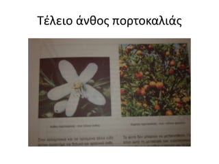 Τέλειο άνθος πορτοκαλιάς
 