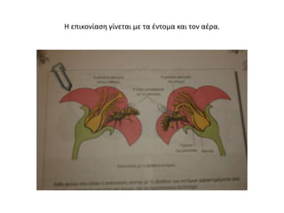 Η επικονίαση γίνεται με τα έντομα και τον αέρα.
 