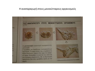 Η αναπαραγωγή στους μονοκύτταρους οργανισμούς
 
