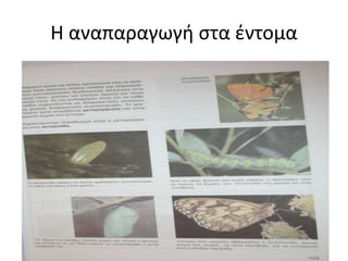 Η αναπαραγωγή στα έντομα
 