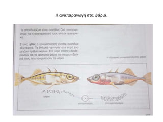 Η αναπαραγωγή στα ψάρια.
 