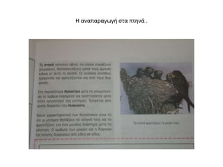 Η αναπαραγωγή στα πτηνά .
 