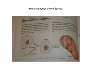 Η αναπαραγωγή στον άνθρωπο.
 
