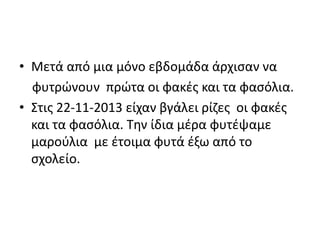 • Μετά από μια μόνο εβδομάδα άρχισαν να
φυτρώνουν πρώτα οι φακές και τα φασόλια.
• Στις 22-11-2013 είχαν βγάλει ρίζες οι φακές
και τα φασόλια. Την ίδια μέρα φυτέψαμε
μαρούλια με έτοιμα φυτά έξω από το
σχολείο.
 