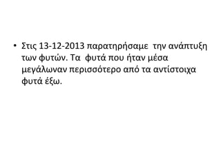 • Στις 13-12-2013 παρατηρήσαμε την ανάπτυξη
των φυτών. Τα φυτά που ήταν μέσα
μεγάλωναν περισσότερο από τα αντίστοιχα
φυτά έξω.
 