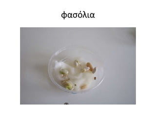 φασόλια
 