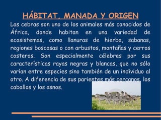 HÁBITAT, MANADA Y ORIGEN
Las cebras son uno de los animales más conocidos de
África, donde habitan en una variedad de
ecosistemas, como llanuras de hierba, sabanas,
regiones boscosas o con arbustos, montañas y cerros
costeros. Son especialmente célebres por sus
características rayas negras y blancas, que no sólo
varían entre especies sino también de un individuo al
otro. A diferencia de sus parientes más cercanos, los
caballos y los asnos.
 