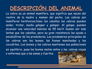 DESCRIPCIÓN DEL ANIMAL
La cebra es un animal mamífero, que significa que nacen del
vientre de la madre y maman del pecho. Las cebras son
mamíferos herbívoros.Como los caballos las cebras pueden
andar, trotar, medio galopar y galopar. Al galope, pueden
alcanzar una velocidad máxima de 55 km/h Suelen ser más
lentas que los caballos, pero su gran resistencia las ayuda a
escabullirse de los predadores. Los predadores principales de
las cebras son los leones, las hienas manchadas y los
cocodrilos. Los leones y las cebras mantienen sus poblaciones
en equilibrio, pues los leones matan antes a las cebras viejas
o enfermas que a las sanas y fuertes.
 