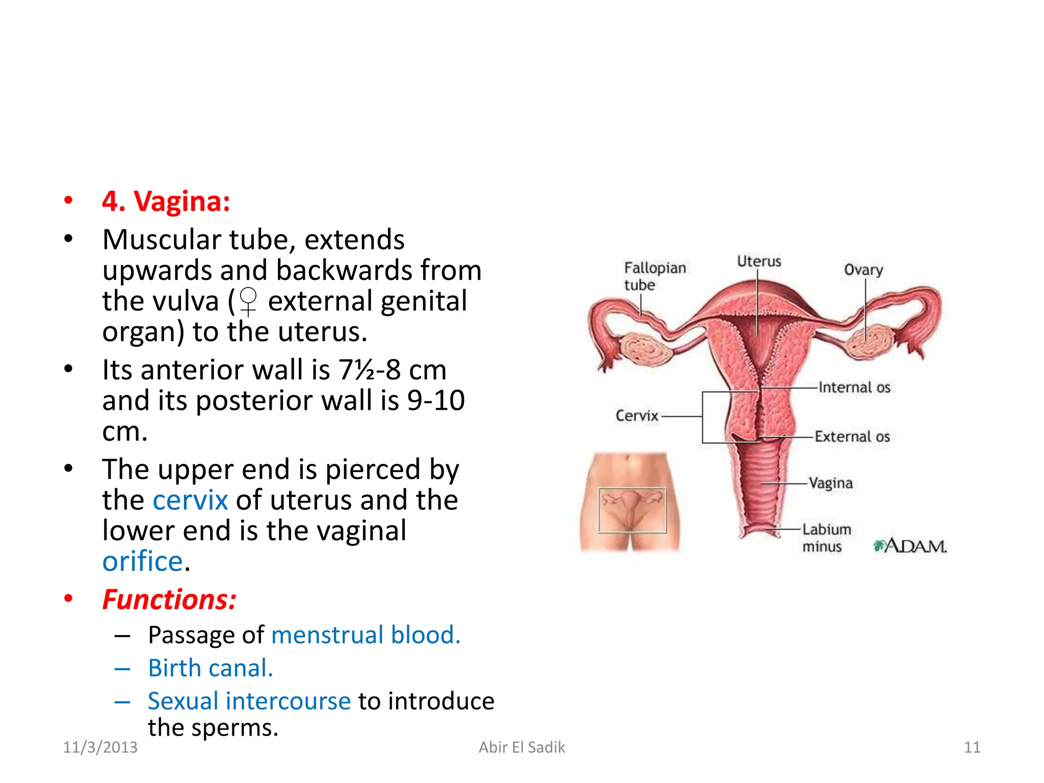 Genital System Anatomy PPTX genital-system-anatomy-pptx