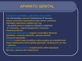 APARATO GENITAL
Conductos genitales y glándulas masculinas
Cls intersticiales producen testosterona 8ª semana
Induce conductos mesonefricos para formar conductos
Genitales masculinos medidos por hcg
cls sertoli produce sustancia inhibidora mulleriana
6-7 semanas , origina desaparición conductos
Paramesonefricos
Conductos mesonefricos originan conductillos eferentes
Epidídimo, conducto deferente ,vesícula seminal ,
Conducto eyaculador
Próstata a partir parte prostática uretra evagina cls endodérmicas
Hacia mesenquima forma epitelio glandular, mesenquima mm liso
Y estroma
Glándulas bulbouretrales evaginaciones uretra esponjosa
Mm liso y estroma del mesenquima
 