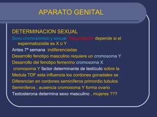 APARATO GENITAL
DETERMINACION SEXUAL
Sexo cromosómico y sexual Fecundación depende si el
espermatozoide es X o Y
Antes 7ª semana indiferenciadas
Desarrollo fenotipo masculino requiere un cromosoma Y
Desarrollo del fenotipo femenino cromosoma X
cromosoma Y factor determinante de testículo sobre la
Medula TDF esta influencia los cordones gonadales se
Diferencian en cordones seminíferos primordio tubulos
Seminíferos , ausencia cromosoma Y forma ovario
Testosterona determina sexo masculino , mujeres ???
 