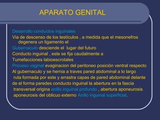 APARATO GENITAL
Desarrollo conductos inguinales
Via de descenso de los testículos , a medida que el mesonefros
degenera un ligamento el
Gubernaculo desciende el lugar del futuro
Conducto inguinal , este se fija caudalmente a
Tumefacciones labioescrotales
Proceso vaginal evaginacion del peritoneo posición ventral respecto
Al gubernaculo y se hernia a traves pared abdominal a lo largo
ruta formada por este y arrastra capas de pared abdominal delante
de el forma paredes conducto inguinal la abertura en la fascia
transversal origina anillo inguinal profundo , abertura aponeurosis
aponeurosis del oblicuo externo Anillo inguinal superficial.
 