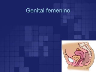 Genital femenino
 