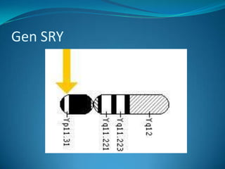 Gen SRY
 
