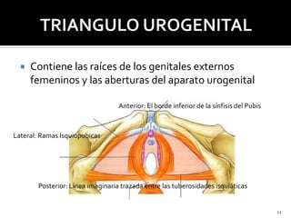    Contiene las raíces de los genitales externos
      femeninos y las aberturas del aparato urogenital

                ...