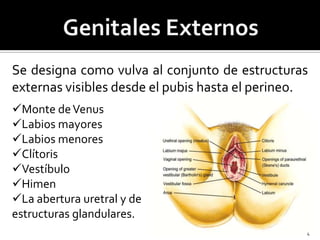 Se designa como vulva al conjunto de estructuras
externas visibles desde el pubis hasta el perineo.
Monte de Venus
Labio...