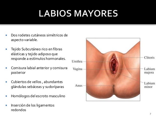 El ungüento de varikoza de las venas en los pies al embarazo