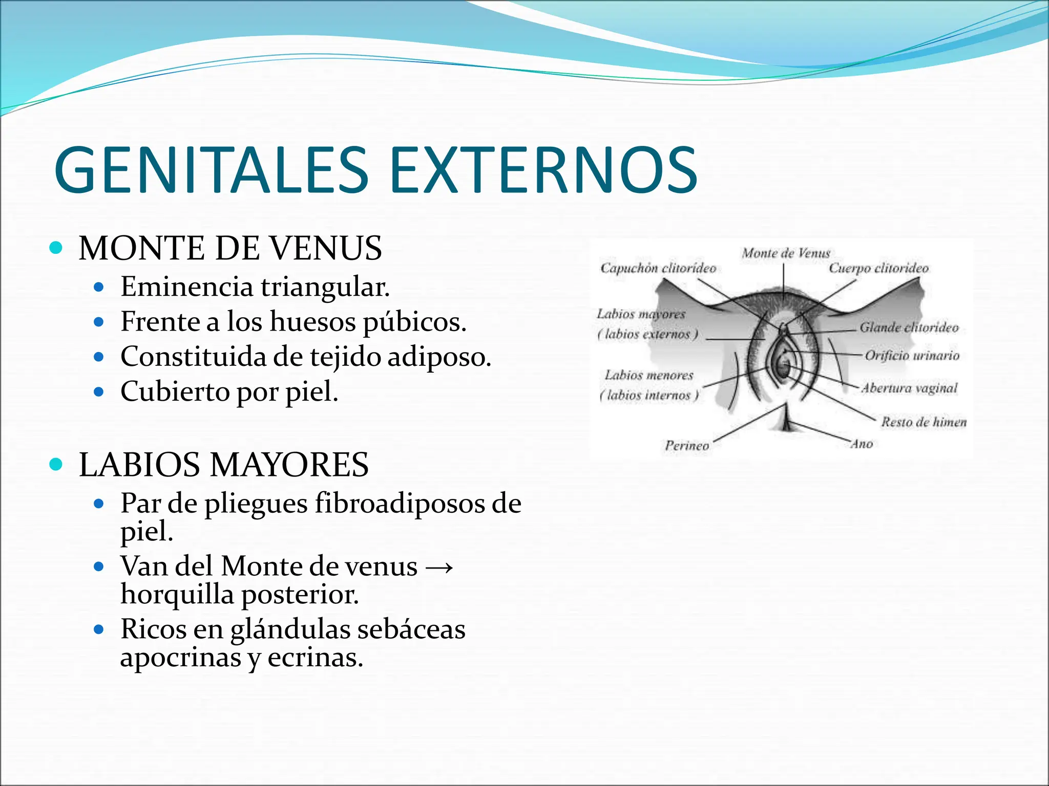 Externos GENITALES femeninos y sus estructuras .. | PPT