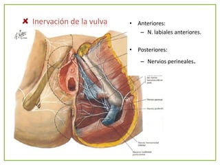 Inervación de la vulva   • Anteriores:
                            – N. labiales anteriores.

                         • Posteriores:
                             – Nervios perineales.
 